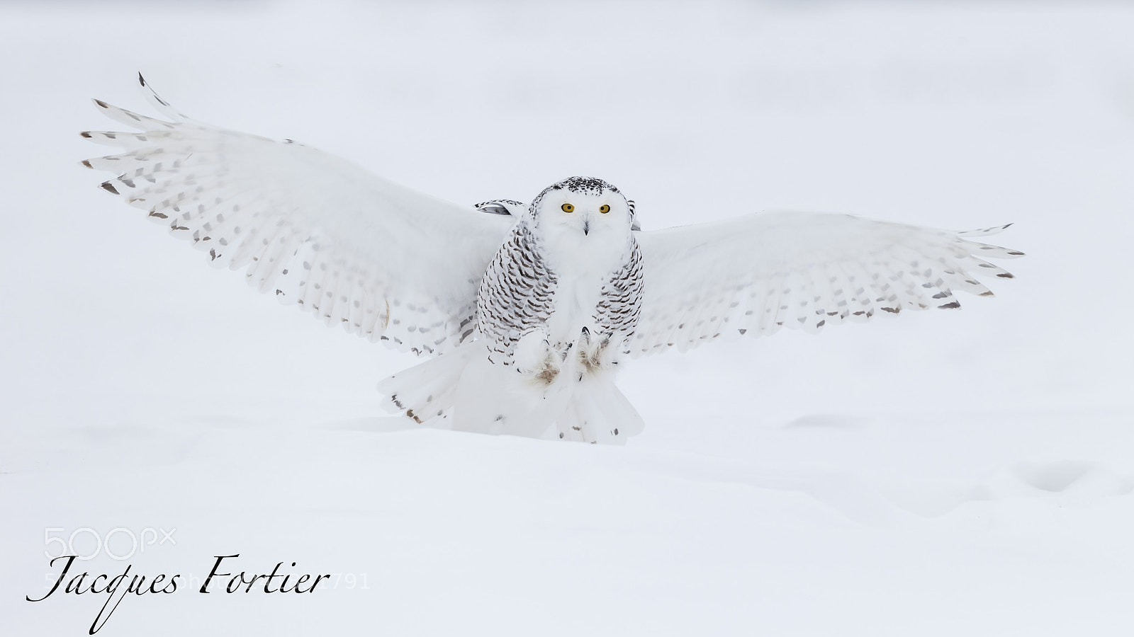 Canon EOS-1D X sample photo. Snow owl photography
