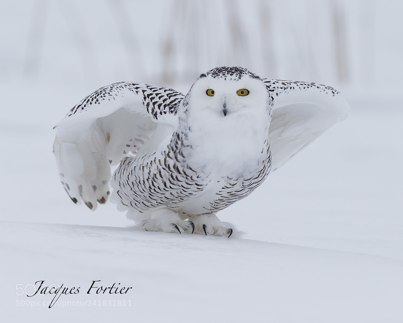 Canon EOS-1D X sample photo. Snow owl photography