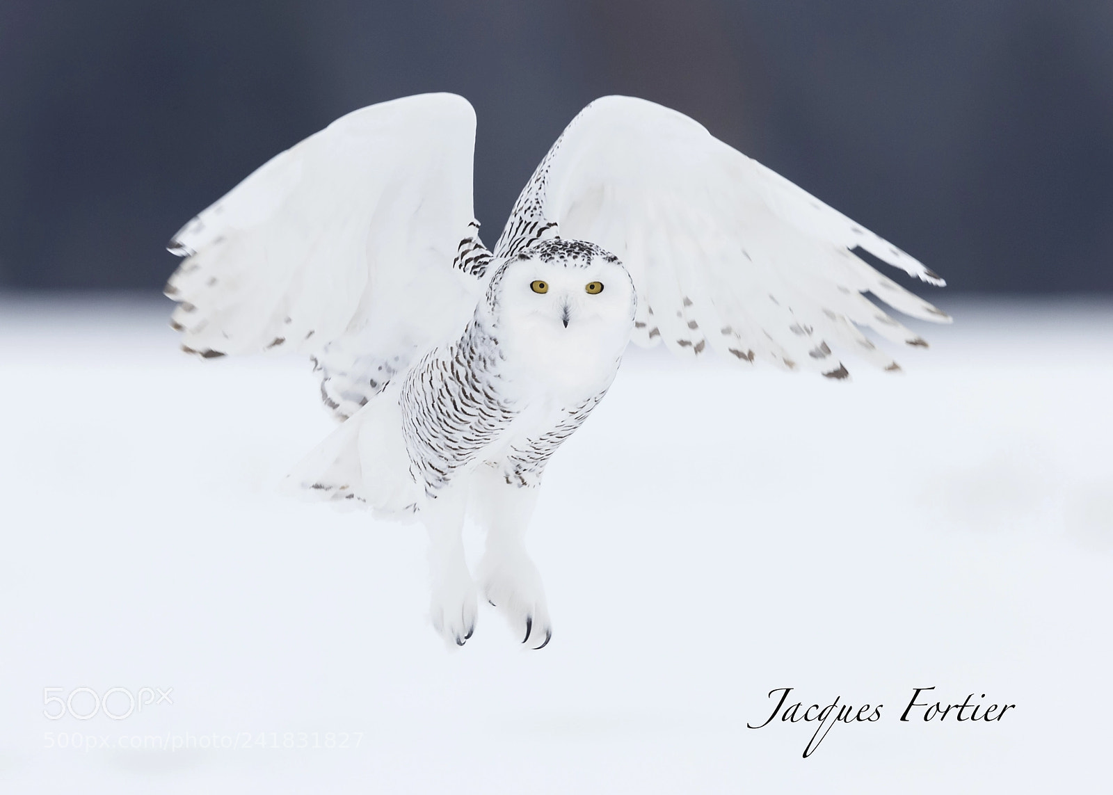 Canon EOS-1D X sample photo. Snow owl photography