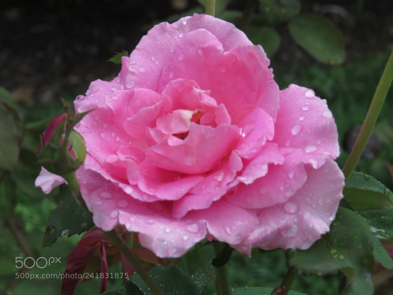 Canon PowerShot SX50 HS sample photo. Img photography