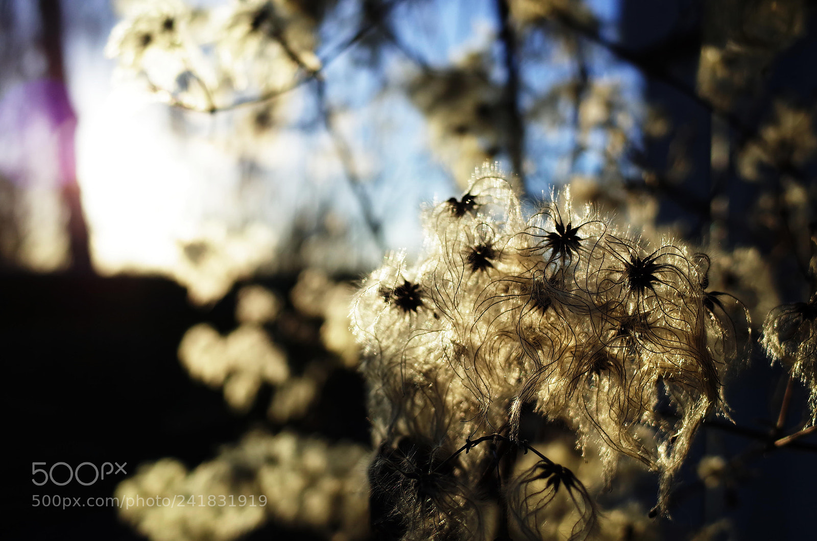 Ricoh GR II sample photo. Against all odds photography