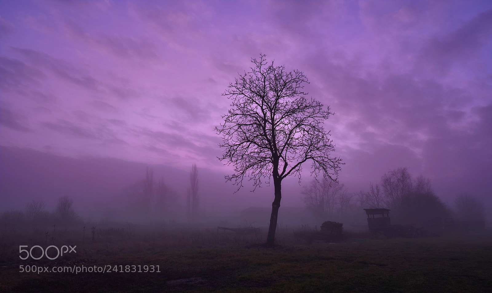 Fujifilm X-T2 sample photo. Mist beats sunrise photography