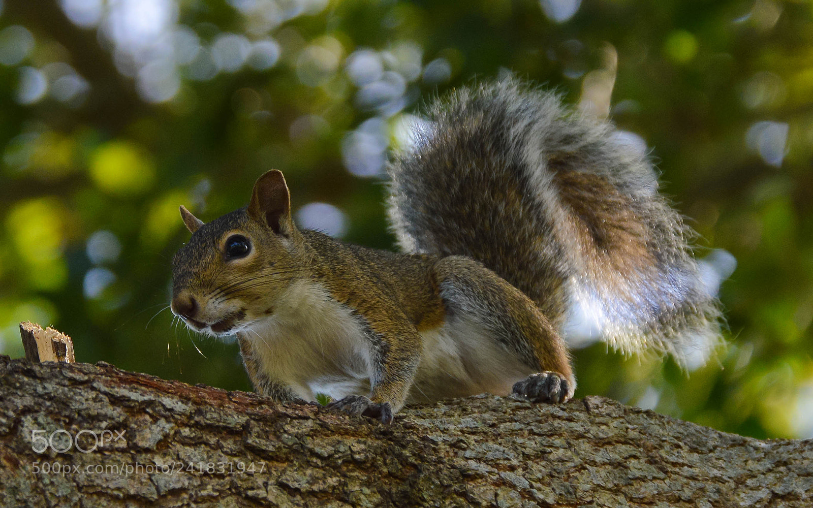Nikon D3200 sample photo. Squirrel in a tree photography