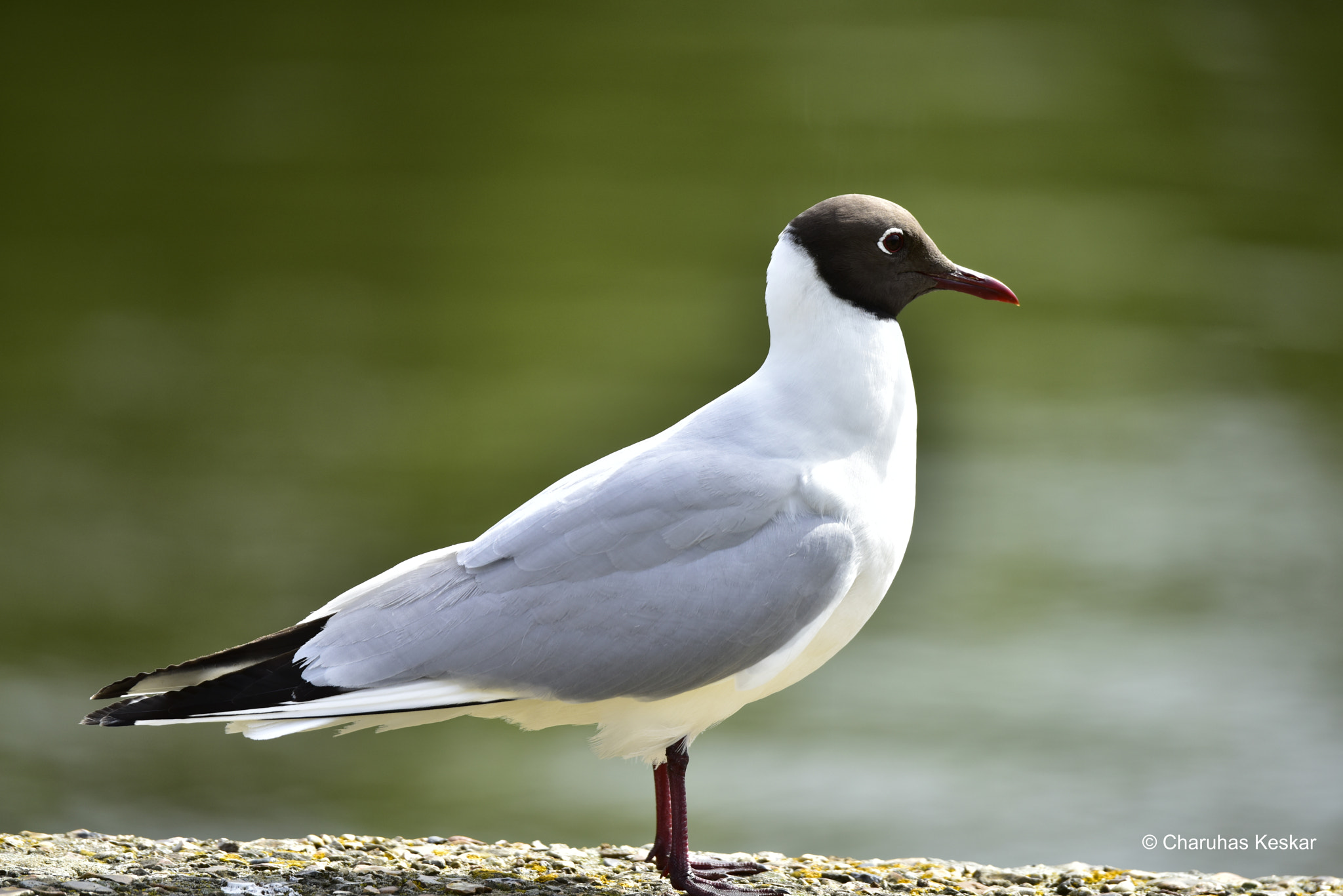 Nikon D810 sample photo. Black-headed gull photography
