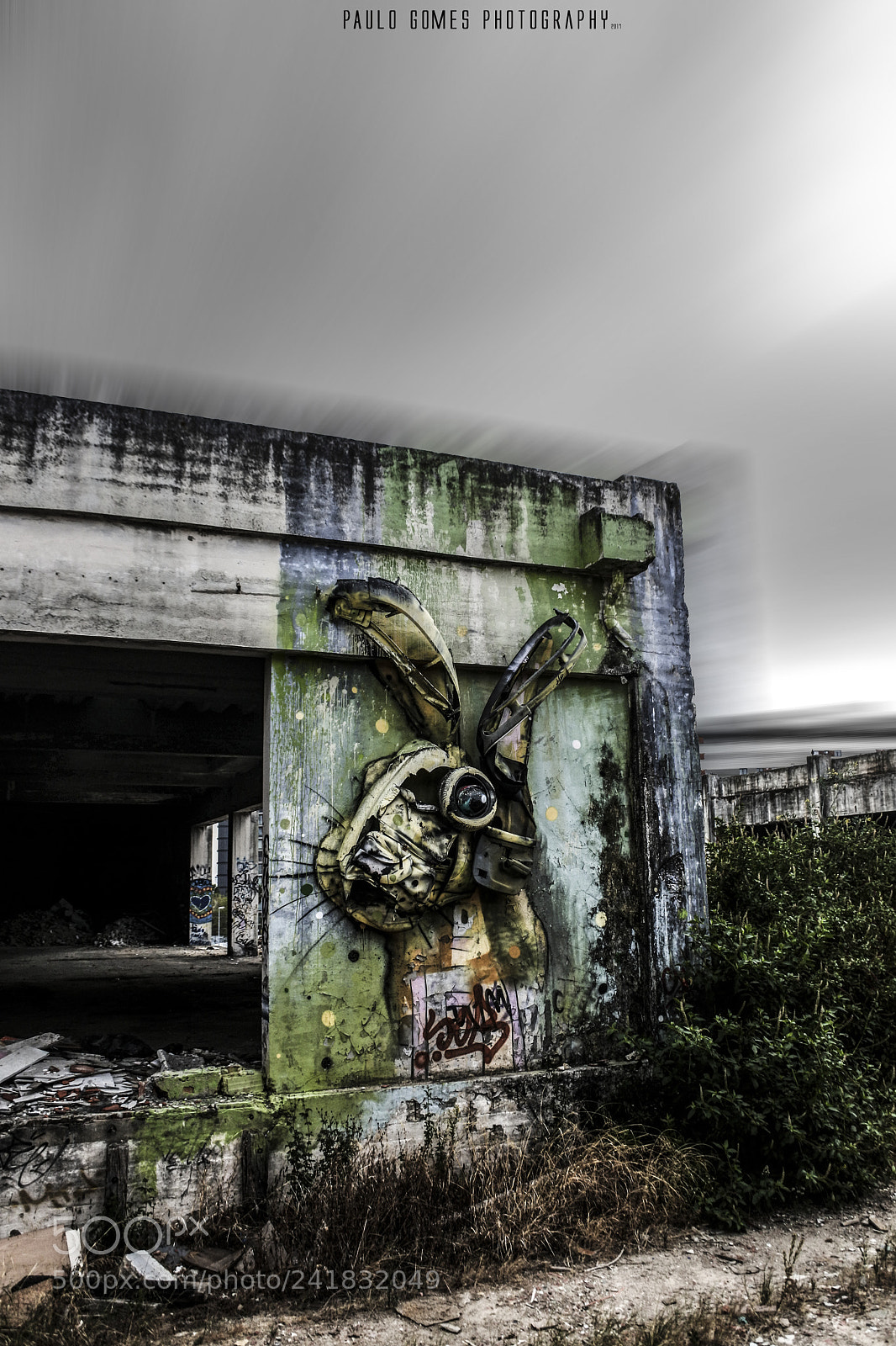 Nikon 1 J5 sample photo. Coelho perdido [lost rabbit] photography