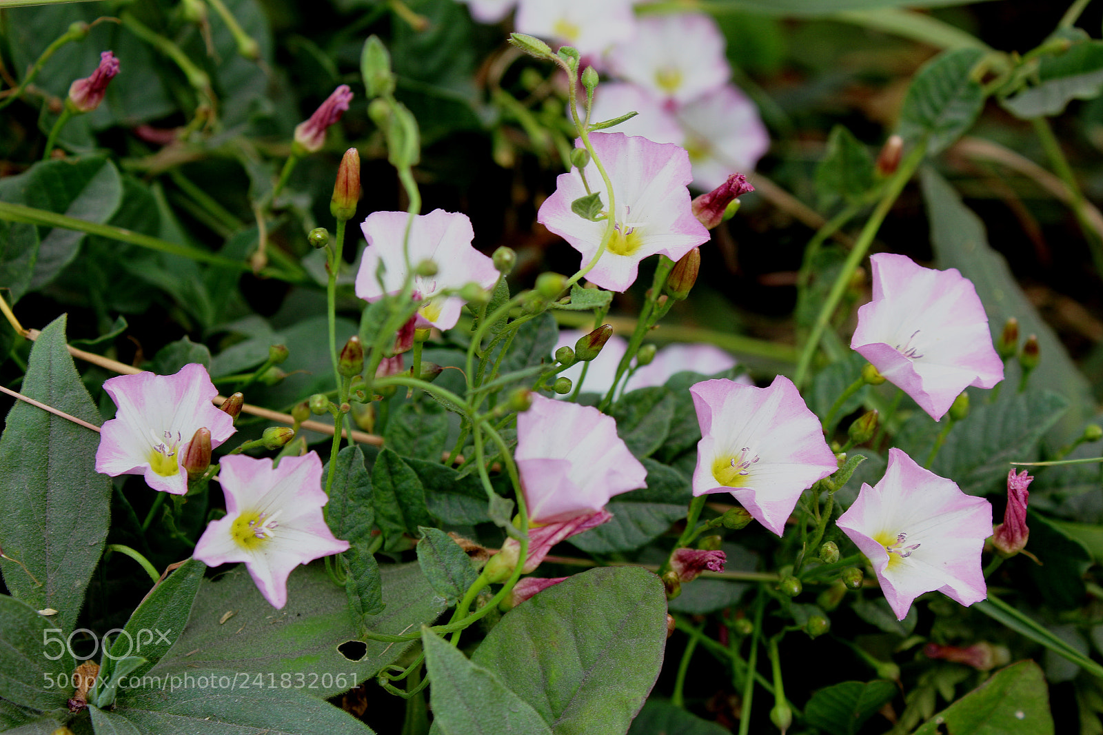 Canon EF-S 18-55mm F3.5-5.6 III sample photo. La gloire du matin photography