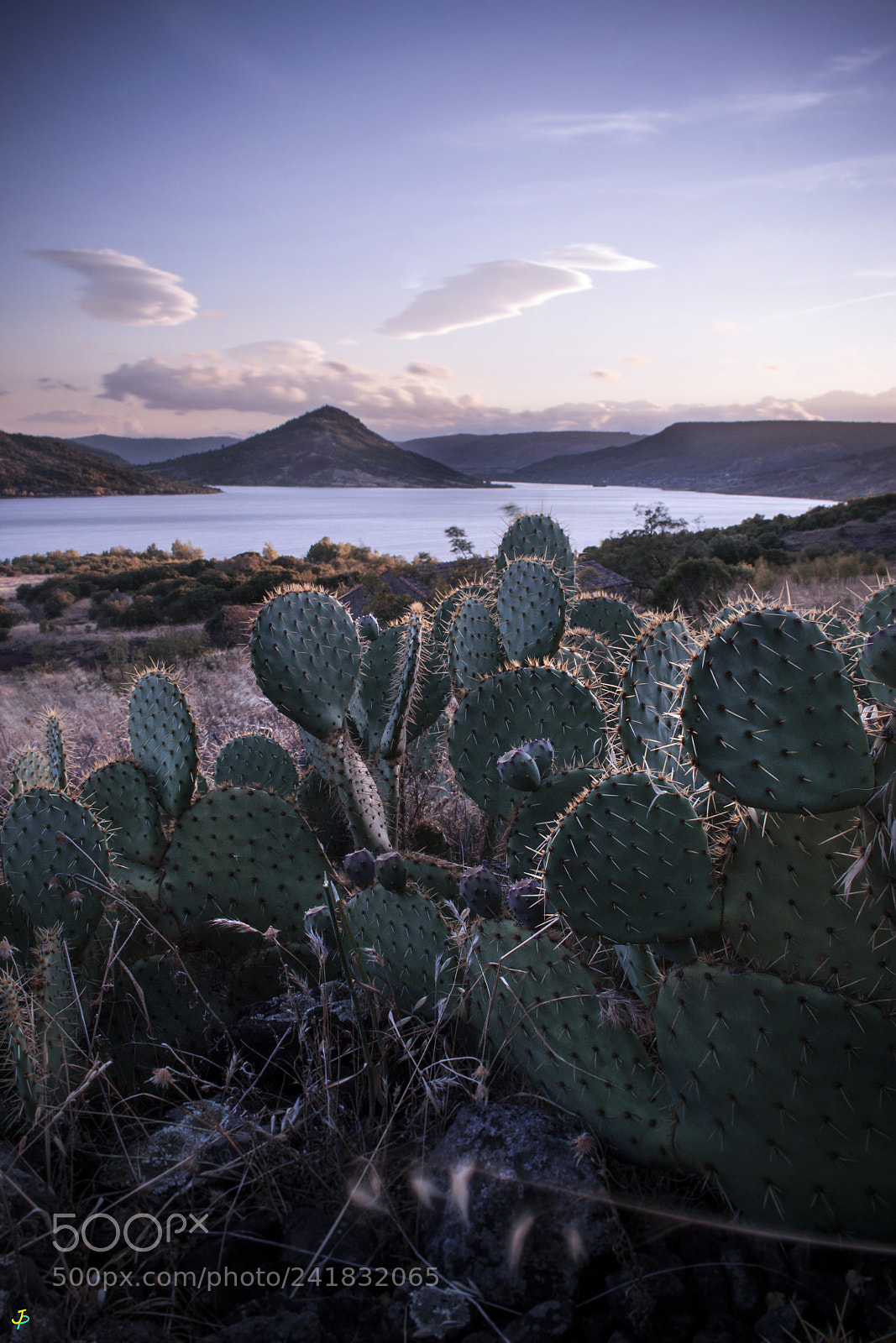 Nikon D3100 sample photo. Cactus du salagou photography