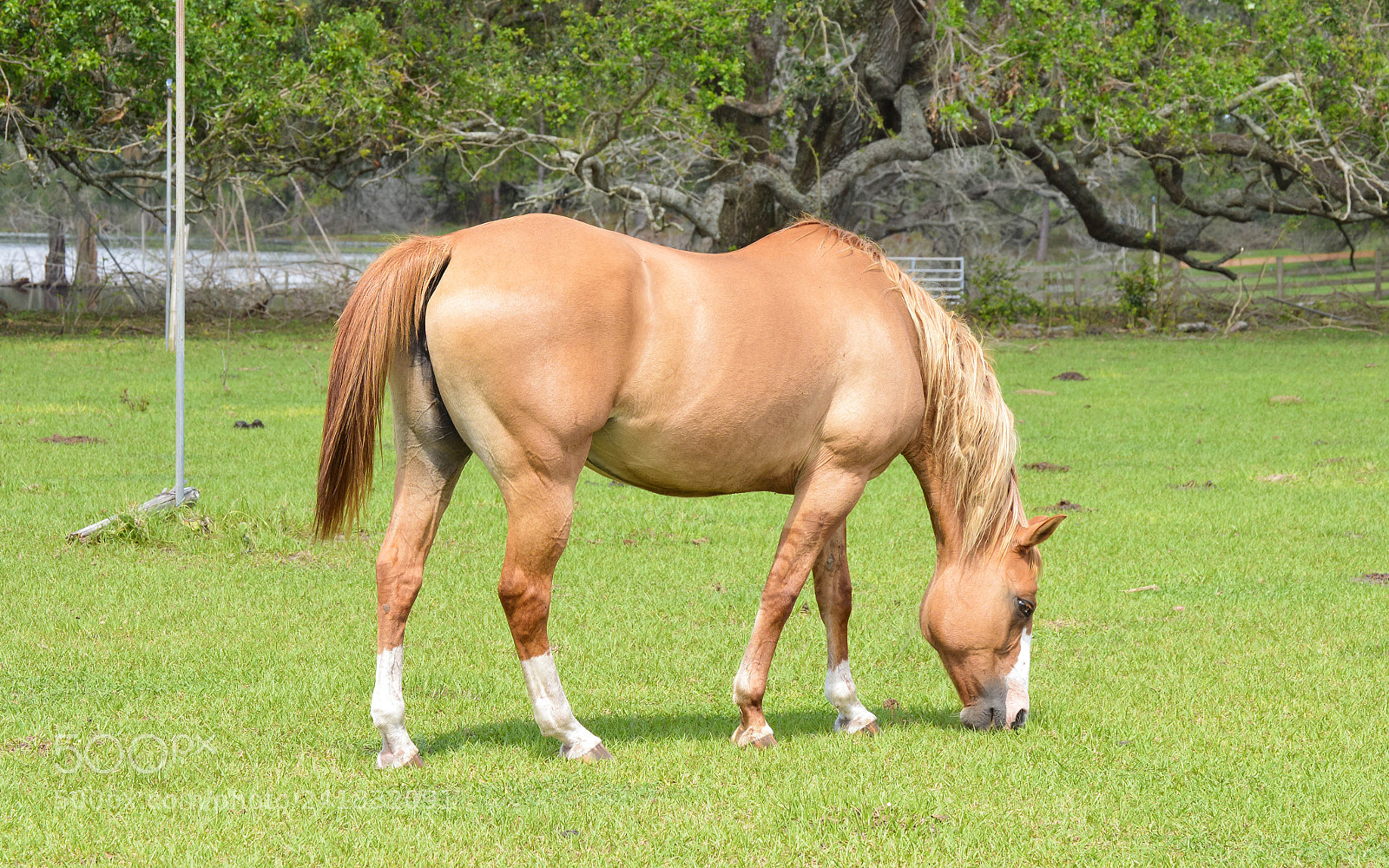 Nikon D3200 sample photo. Brown horse photography