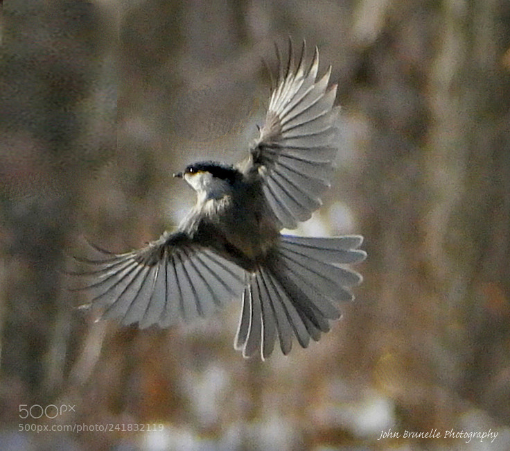 Samsung NX500 sample photo. Bird jan 8 photography