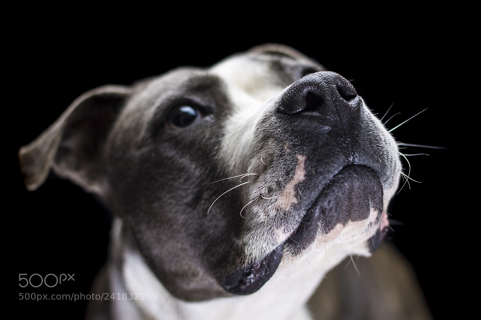 Canon EOS 1100D (EOS Rebel T3 / EOS Kiss X50) sample photo. Freyja photography