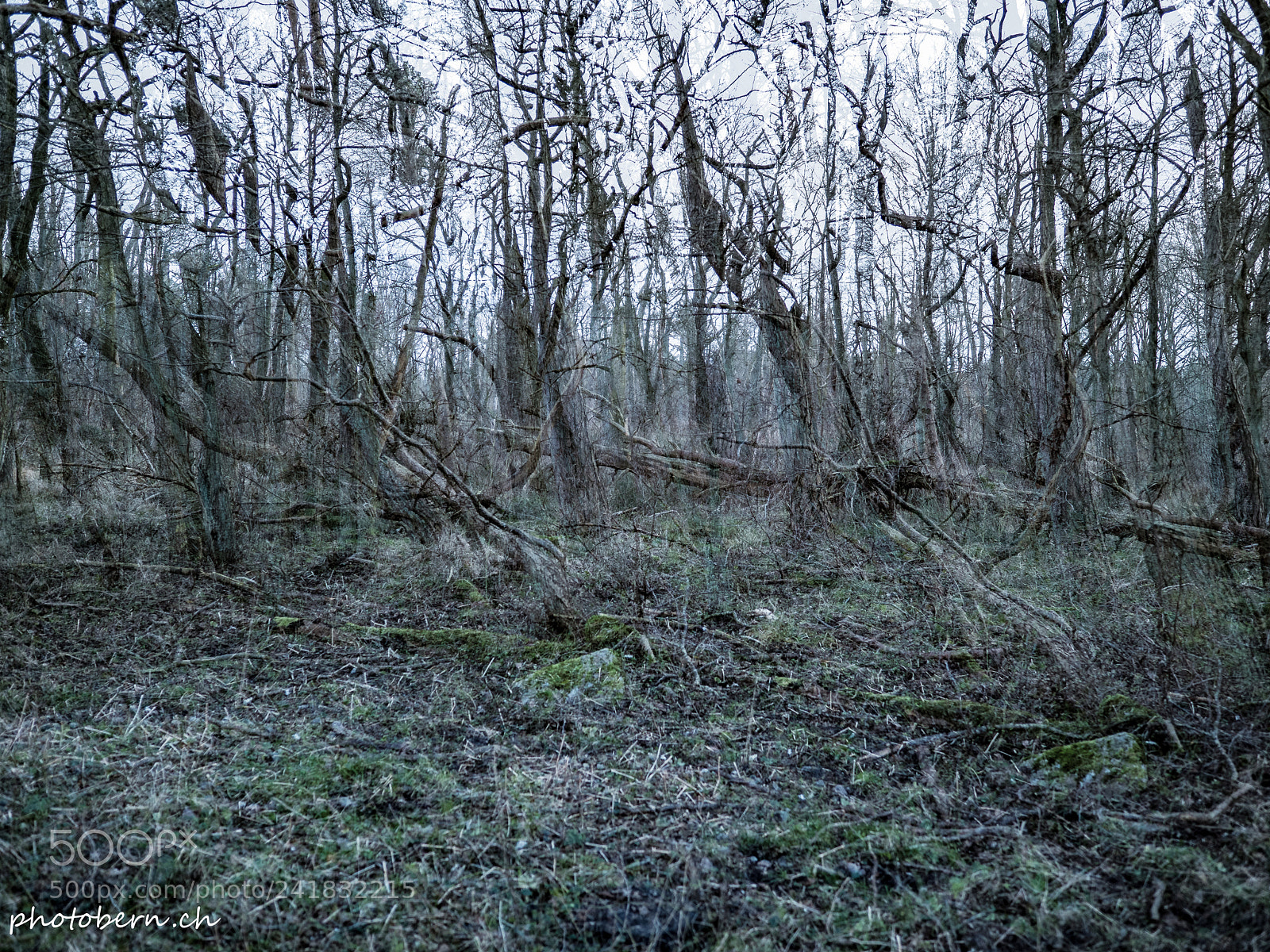 Olympus PEN-F sample photo. Wald und geister photography