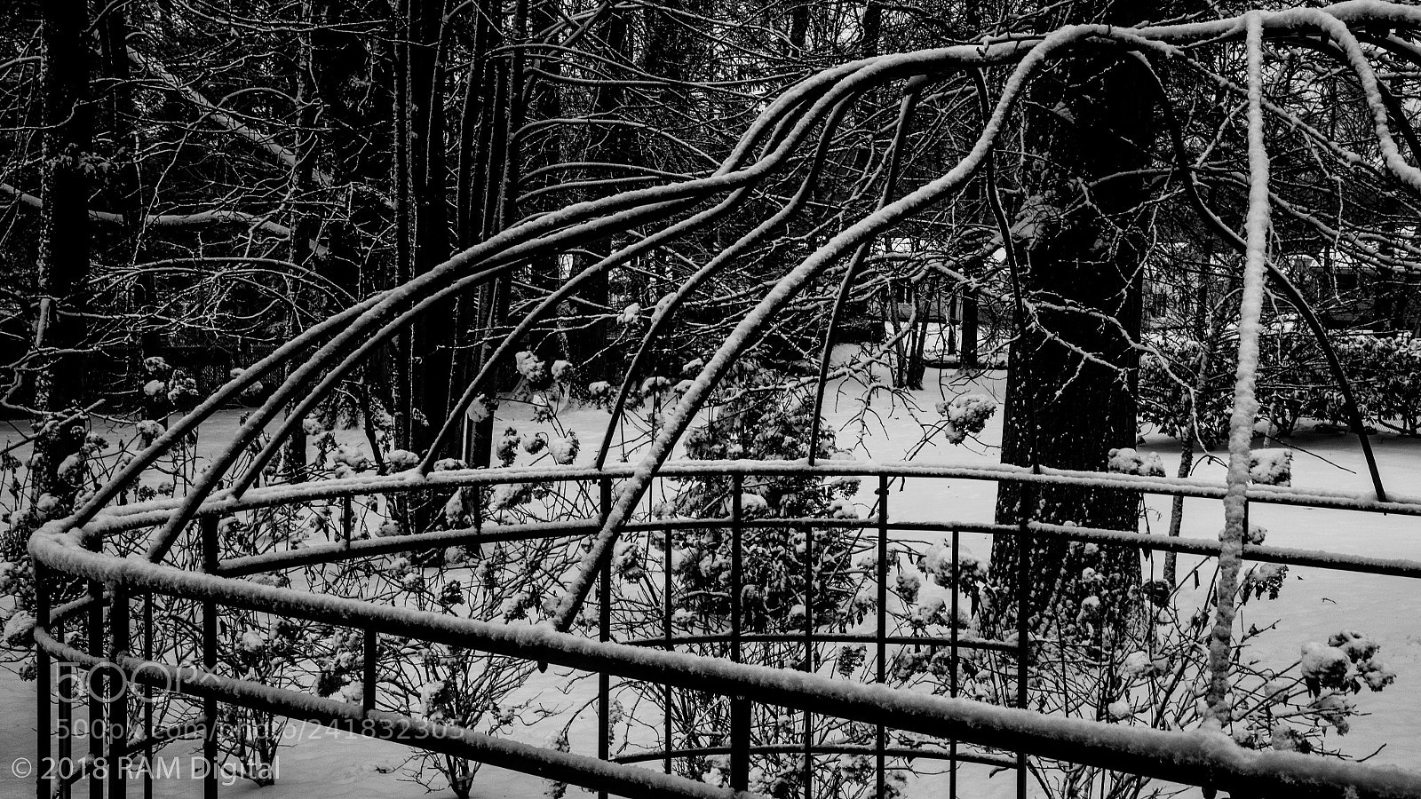 Canon EOS-1D X Mark II sample photo. First snow photography