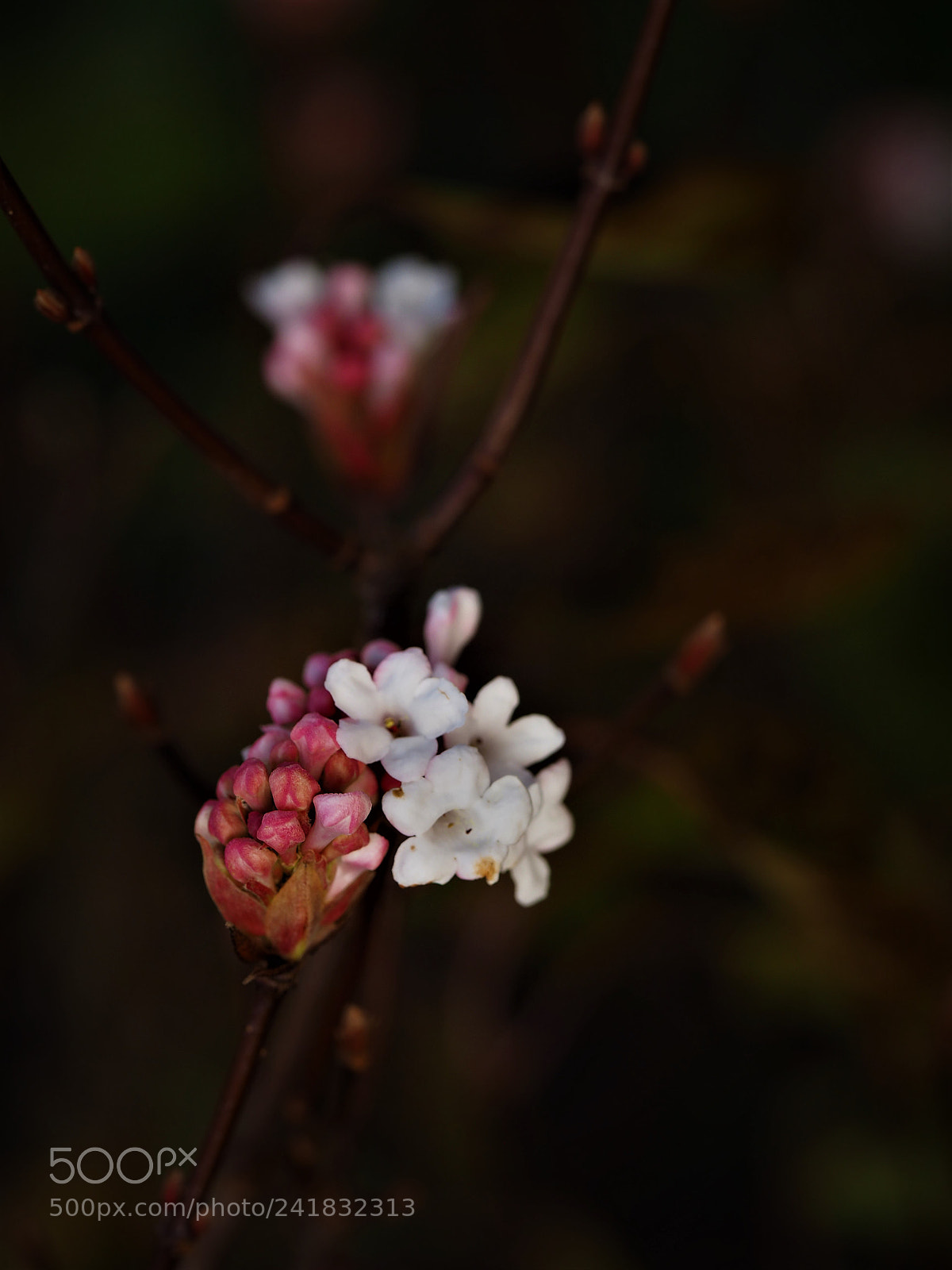 Olympus OM-D E-M10 II sample photo. White buds photography