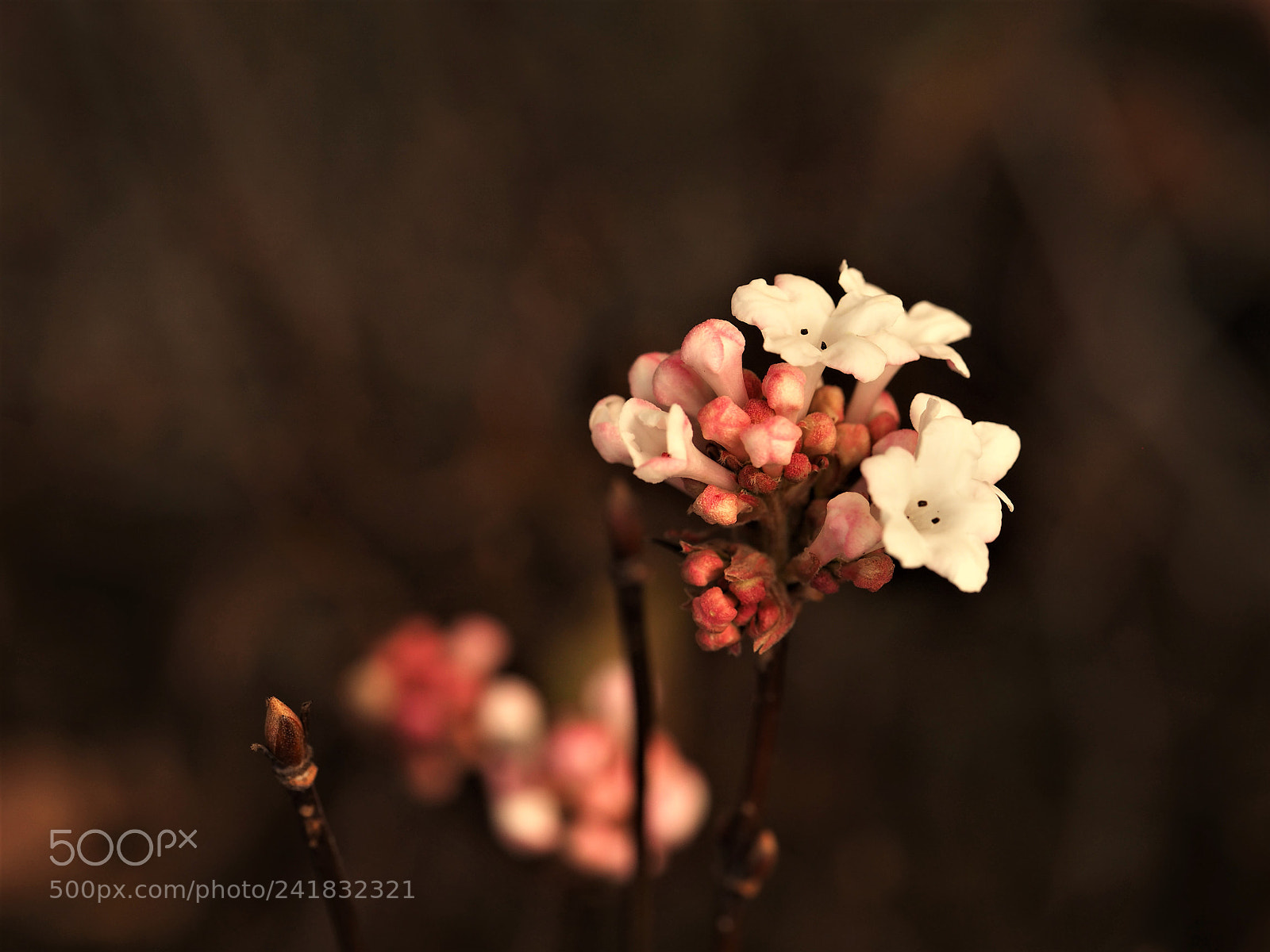 Olympus OM-D E-M10 II sample photo. White buds photography