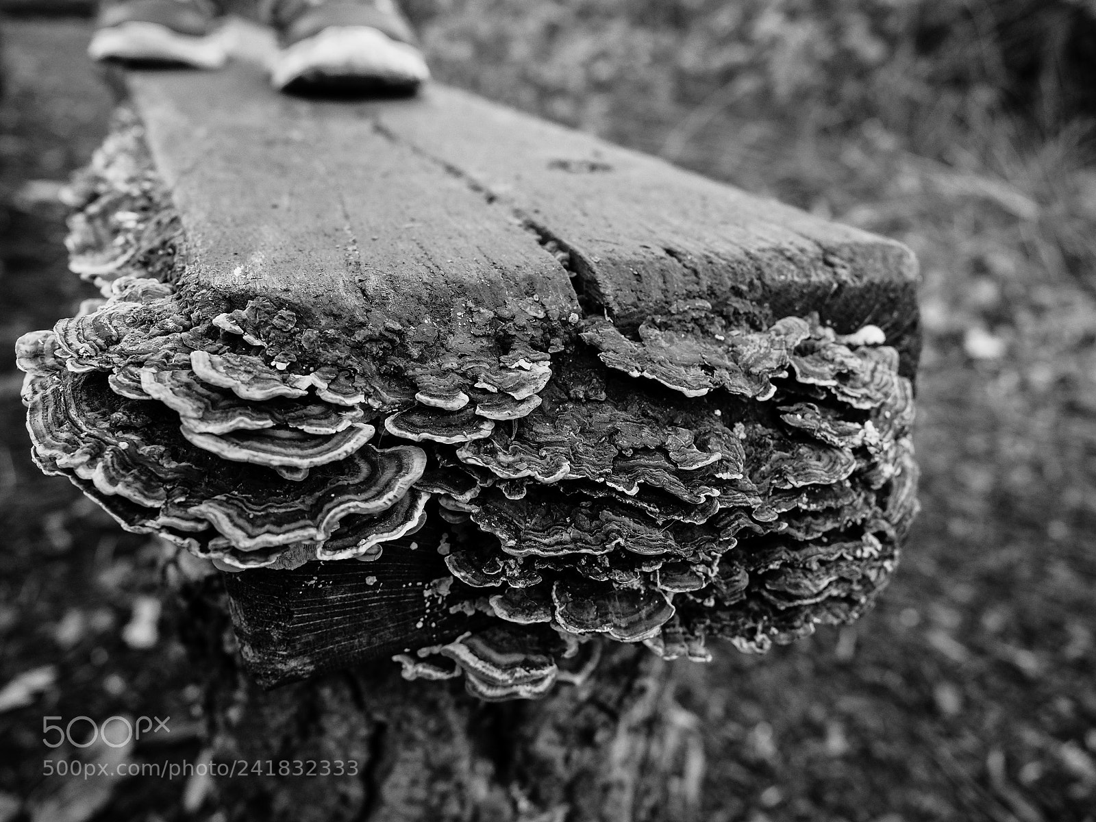 Olympus OM-D E-M5 II sample photo. Fungi, plank and sneakers photography