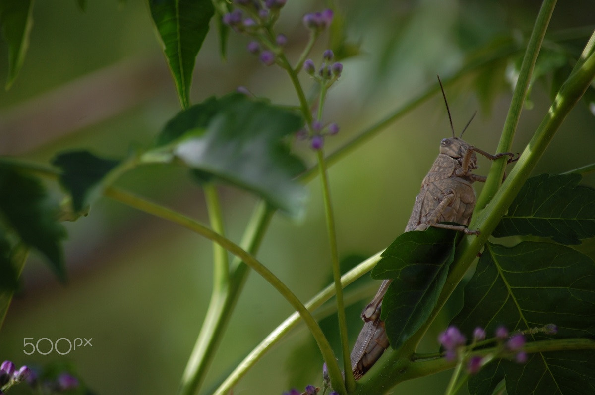 Nikon D40 sample photo. Grasshopper photography