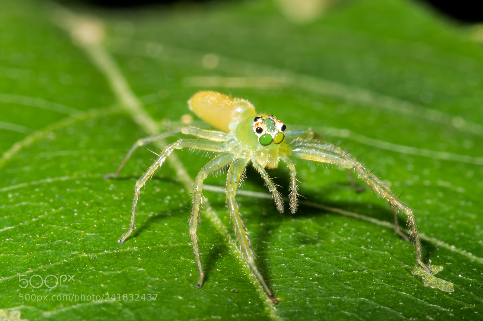Nikon D500 sample photo. Big eyes photography