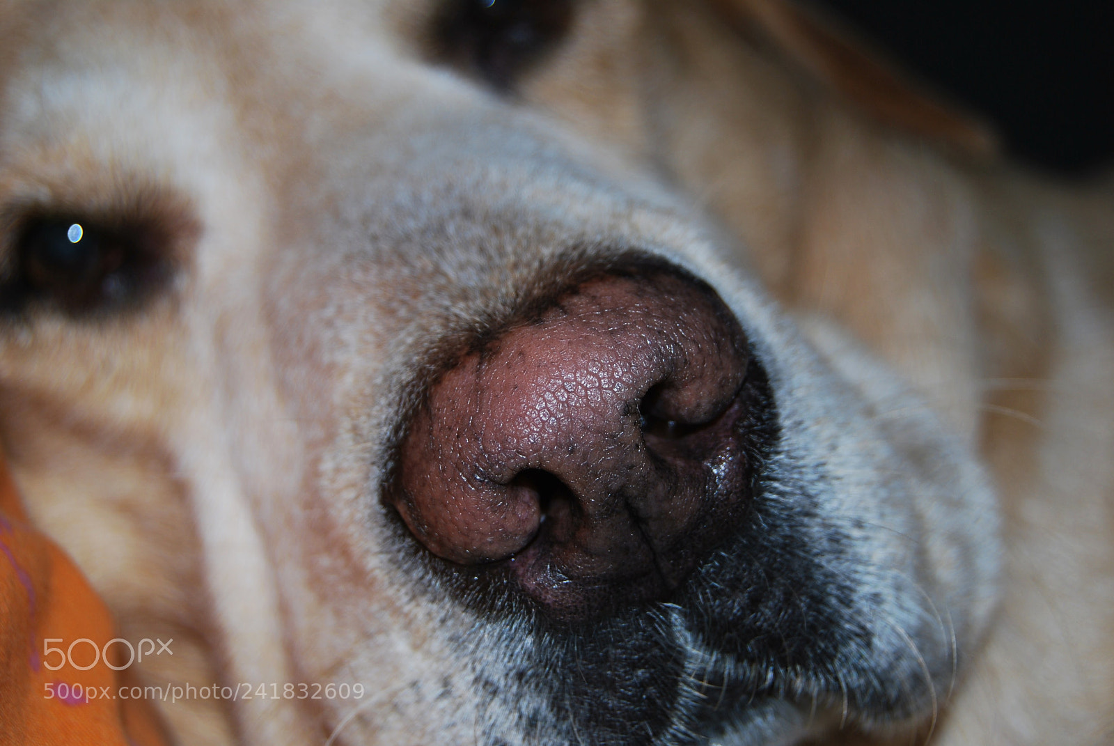 Nikon D60 sample photo. Big nose and huge photography