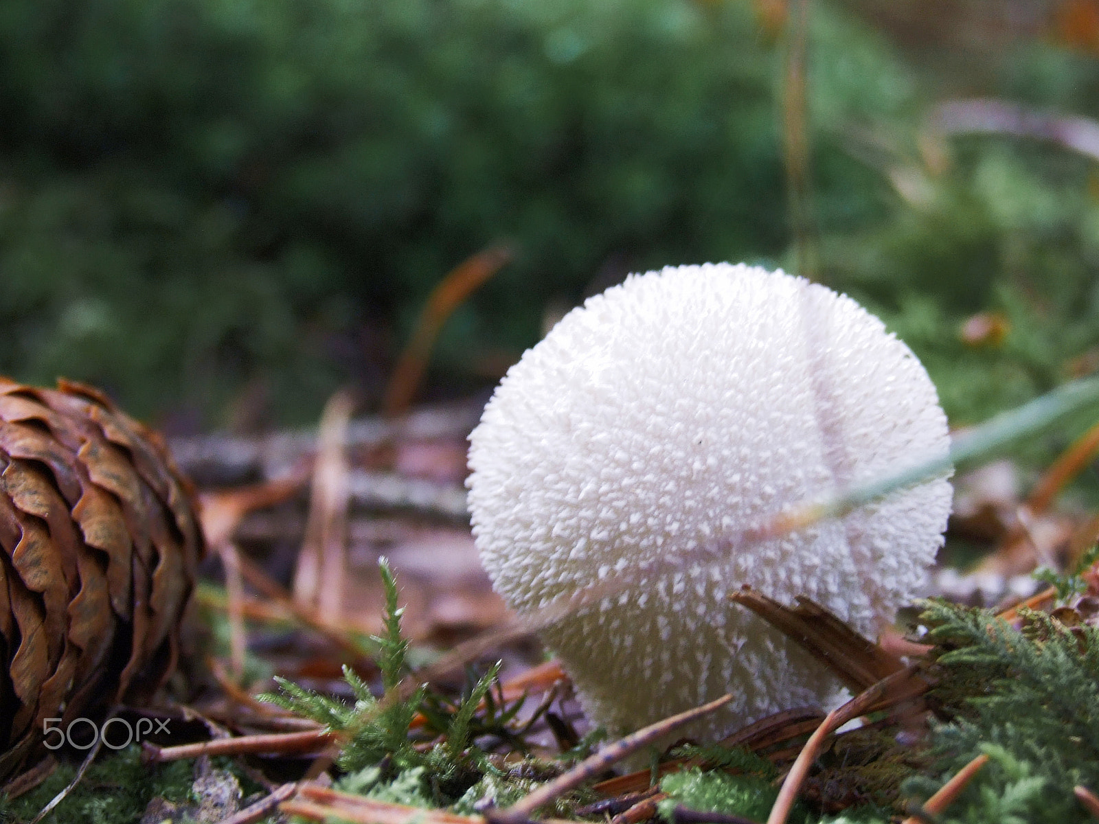 Fujifilm FinePix S9500 sample photo. Mushroom or golf ball? photography