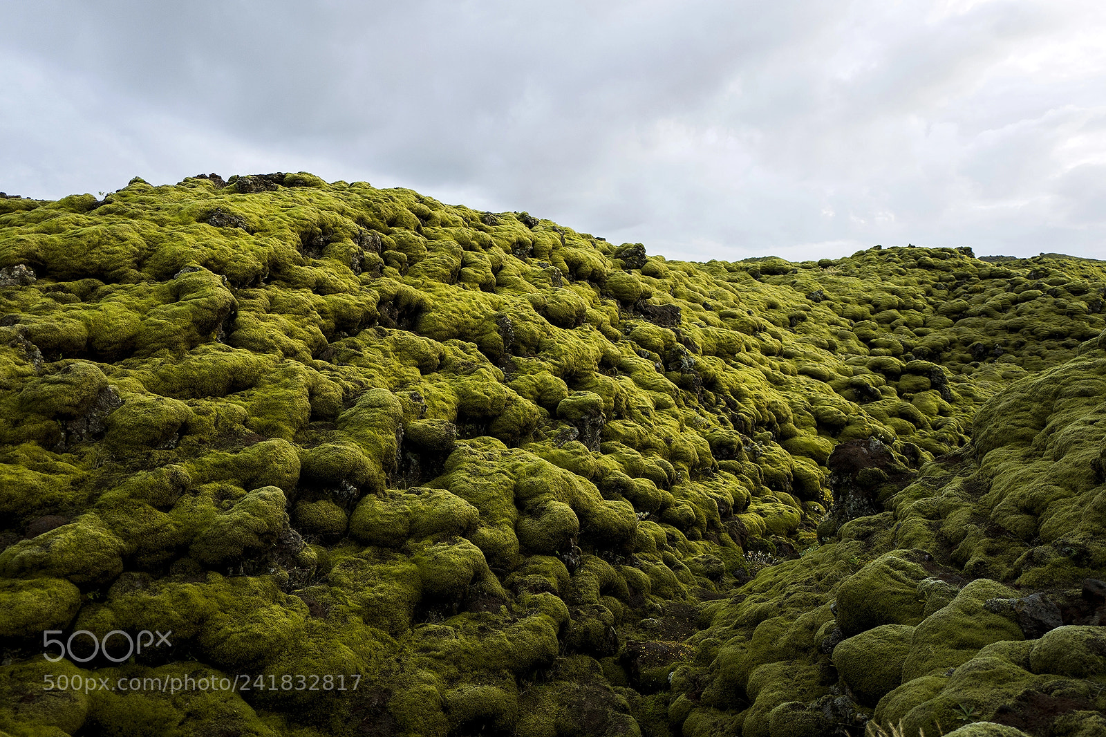 Leica Q (Typ 116) sample photo. Moss photography