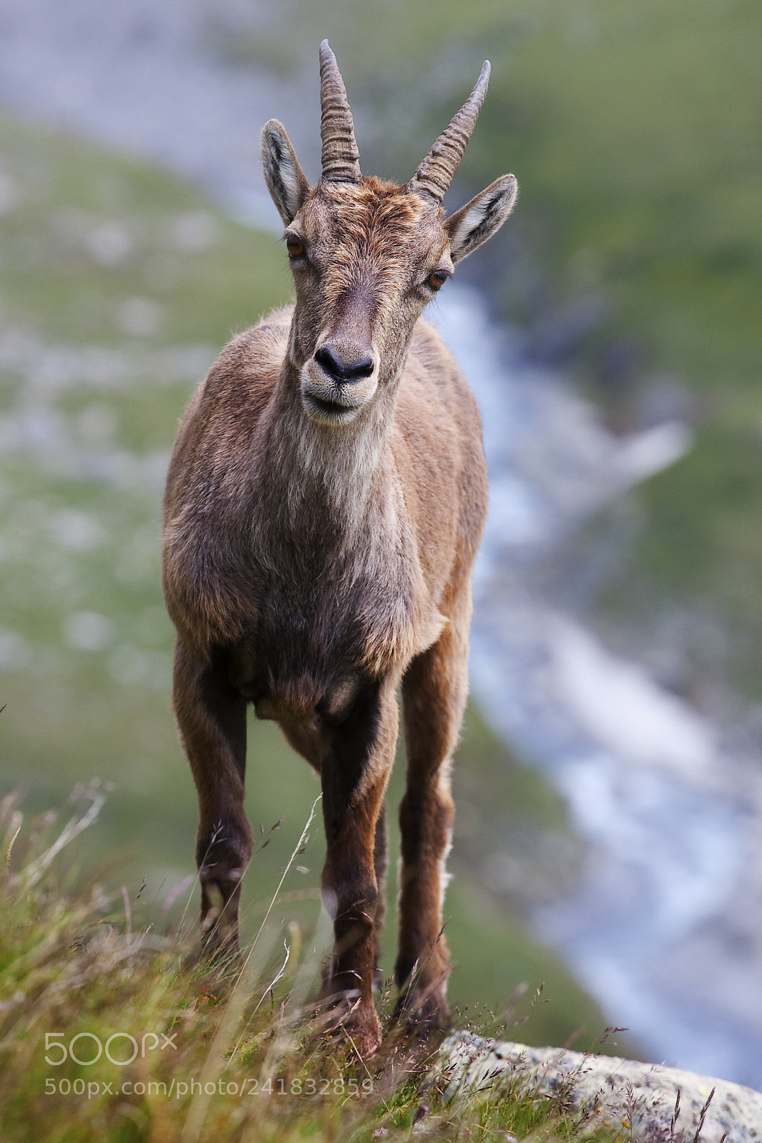 Canon EOS 40D sample photo. Bouquetin, col de la photography