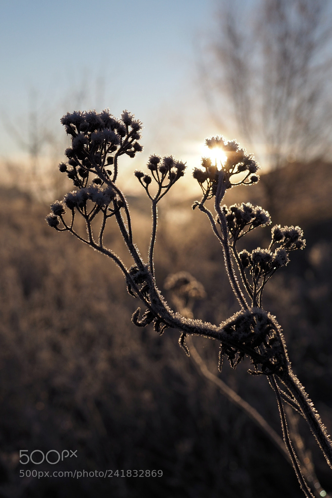 Olympus OM-D E-M10 II sample photo. Frost photography