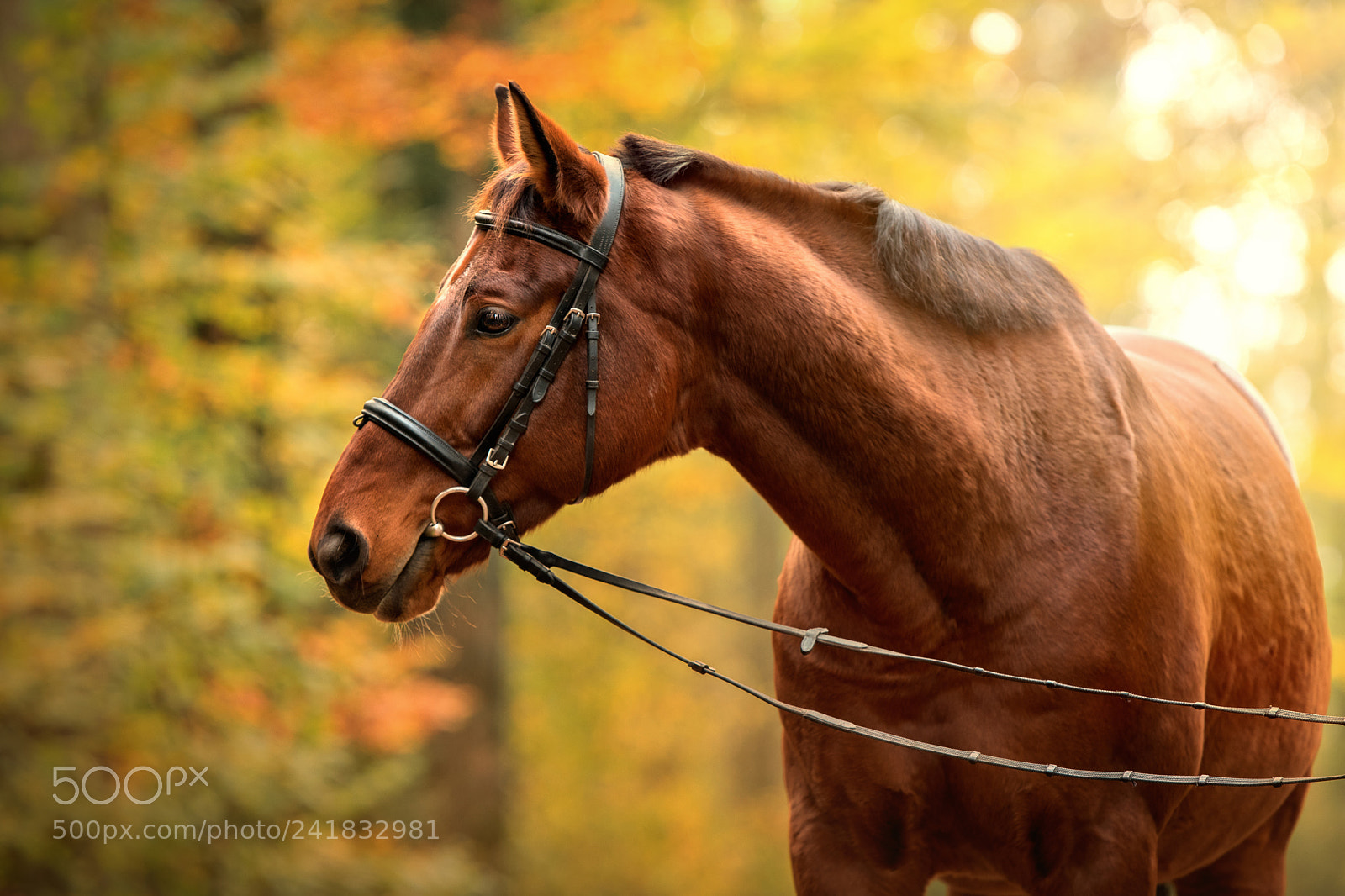 Nikon D5500 sample photo. Fall-horseportrait photography