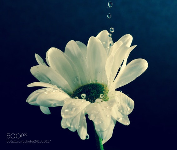 Fujifilm X-T2 sample photo. Flower splash photography