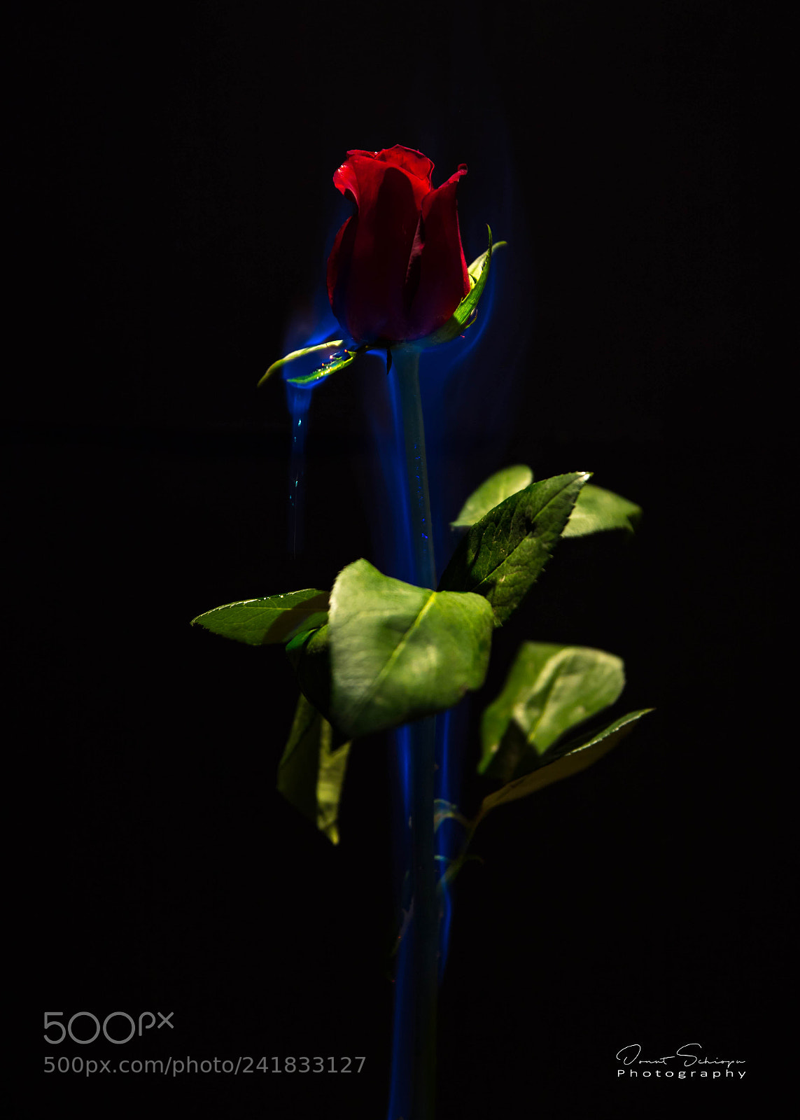 Canon EOS 6D Mark II sample photo. Untitled photography