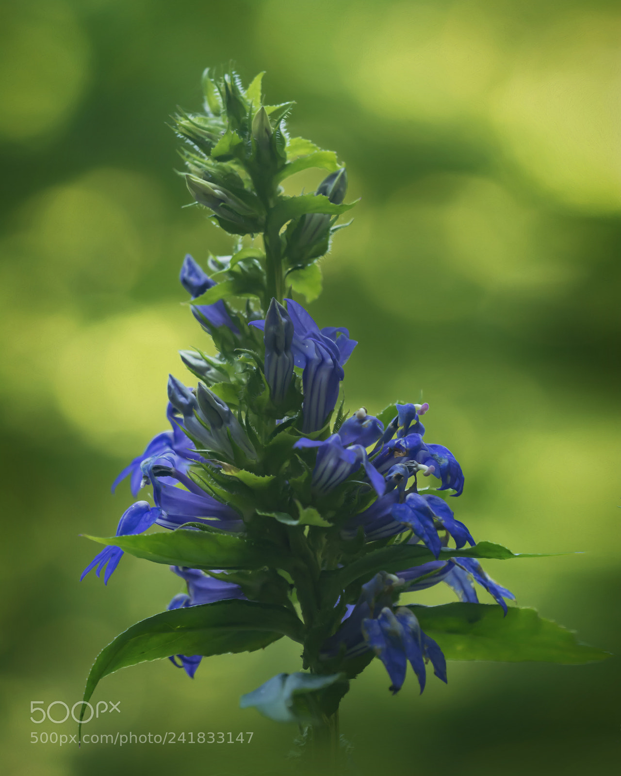 Nikon D7100 sample photo. Great lobelia photography