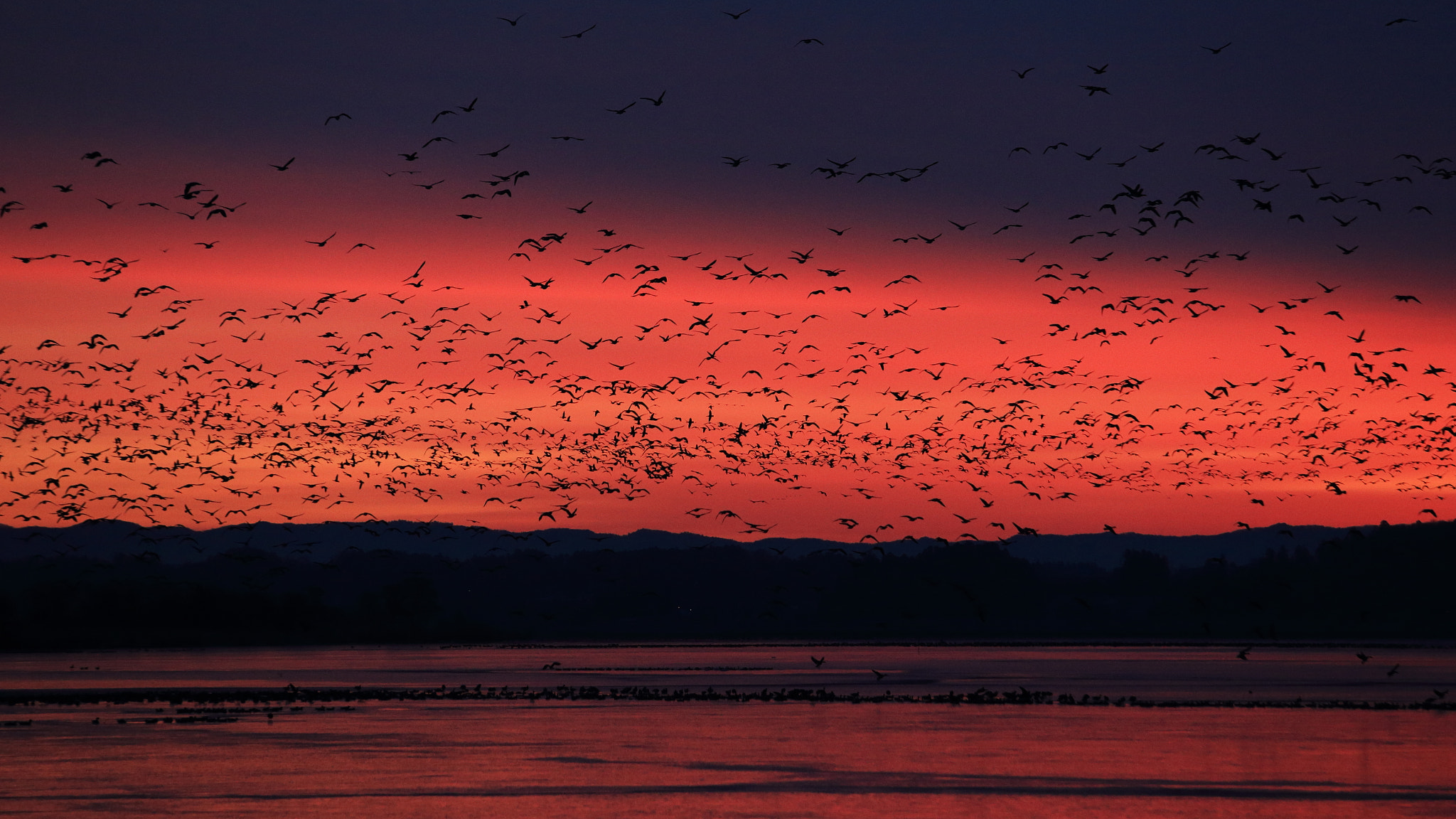 Canon EF 70-200mm F2.8L USM sample photo. Fly to the sky in the morning glow photography