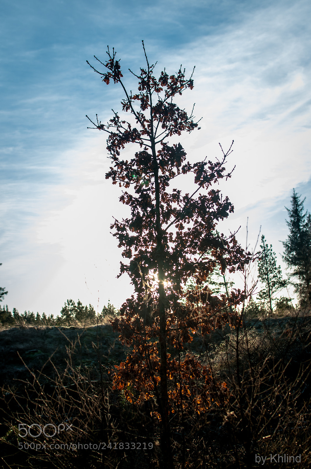 Nikon D300 sample photo. Tree in the sun photography