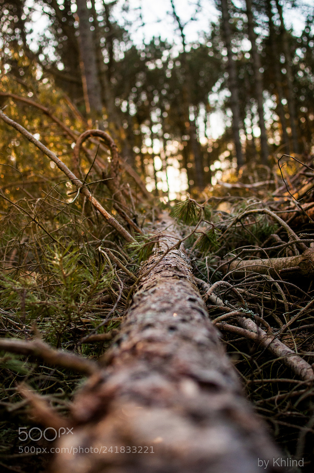 Nikon D300 sample photo. Tree in the sun photography