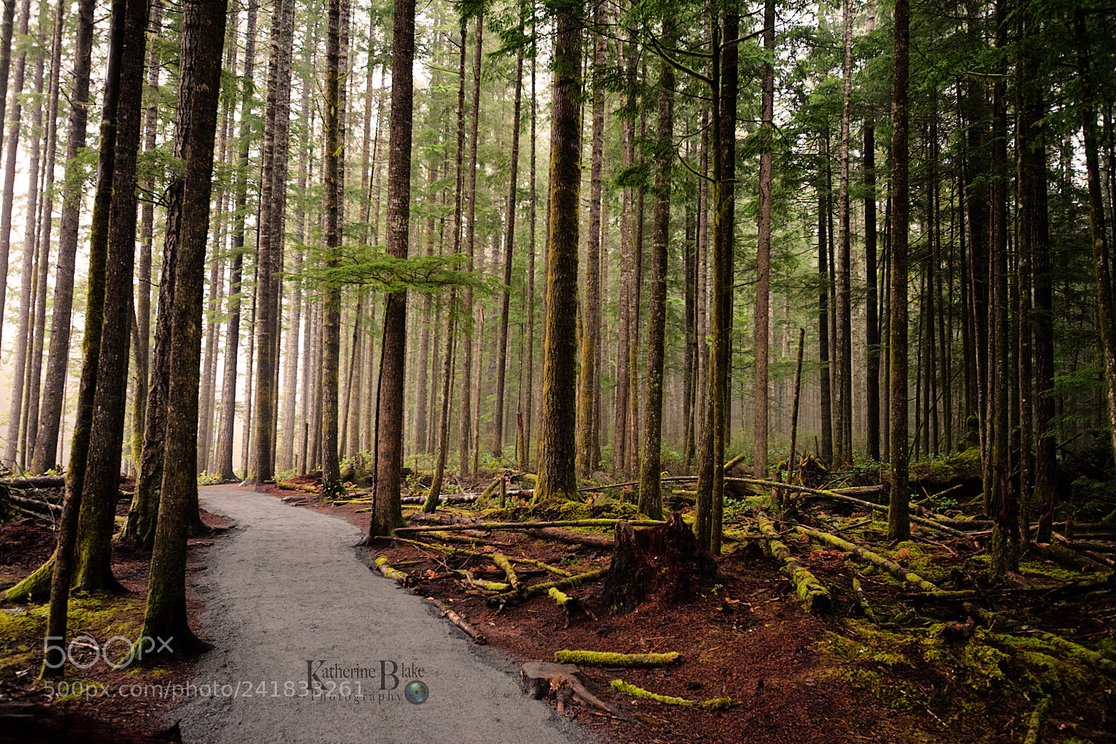 Nikon D7100 sample photo. Foggy walks photography