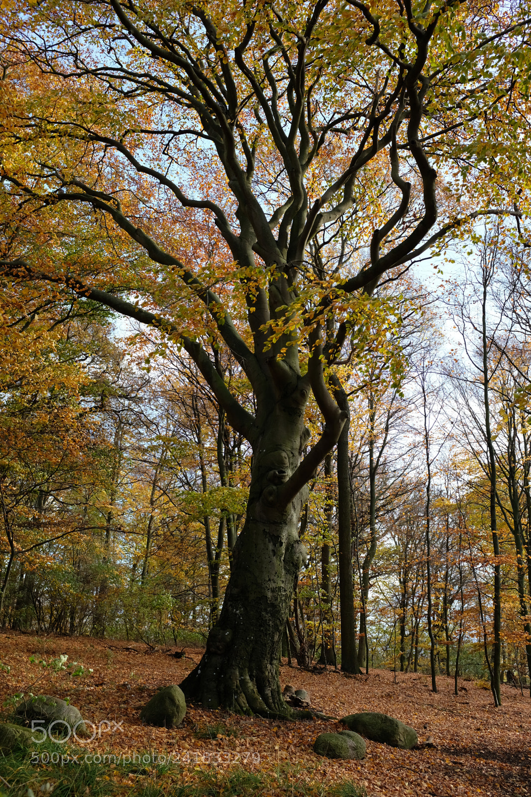 Fujifilm X100F sample photo. Autumn photography
