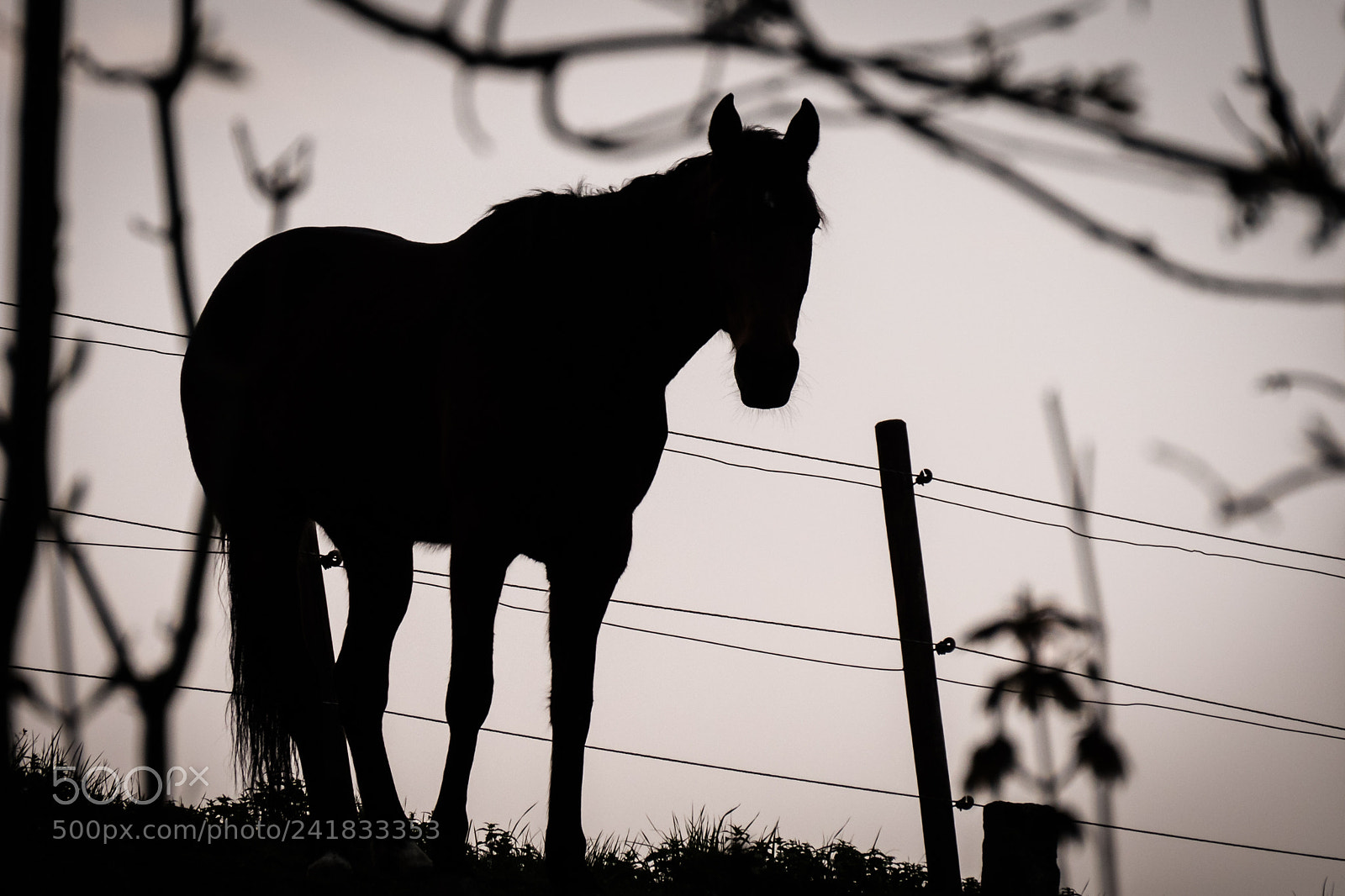 Panasonic Lumix DMC-GX8 sample photo. Horse power photography