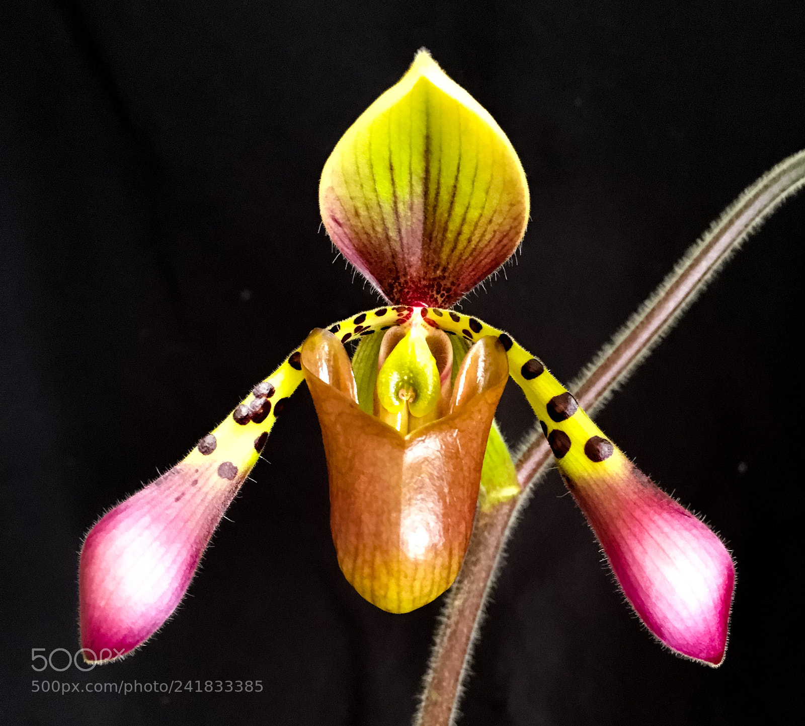 Apple iPhone 6s sample photo. Paphiopedilum toni semple photography