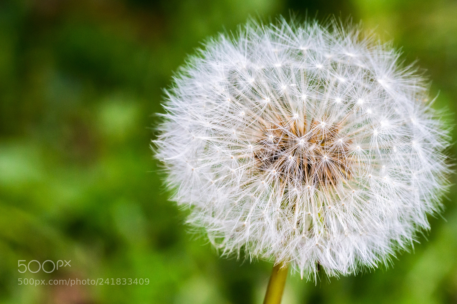 Canon EOS 700D (EOS Rebel T5i / EOS Kiss X7i) sample photo. Dandelion photography