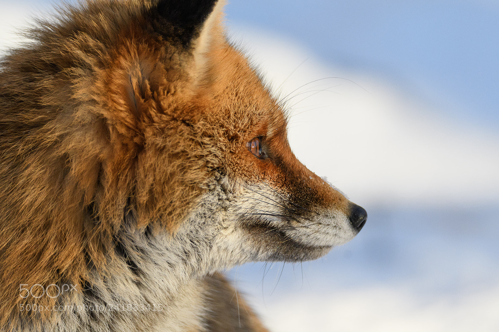 Nikon D500 sample photo. Smartfox photography