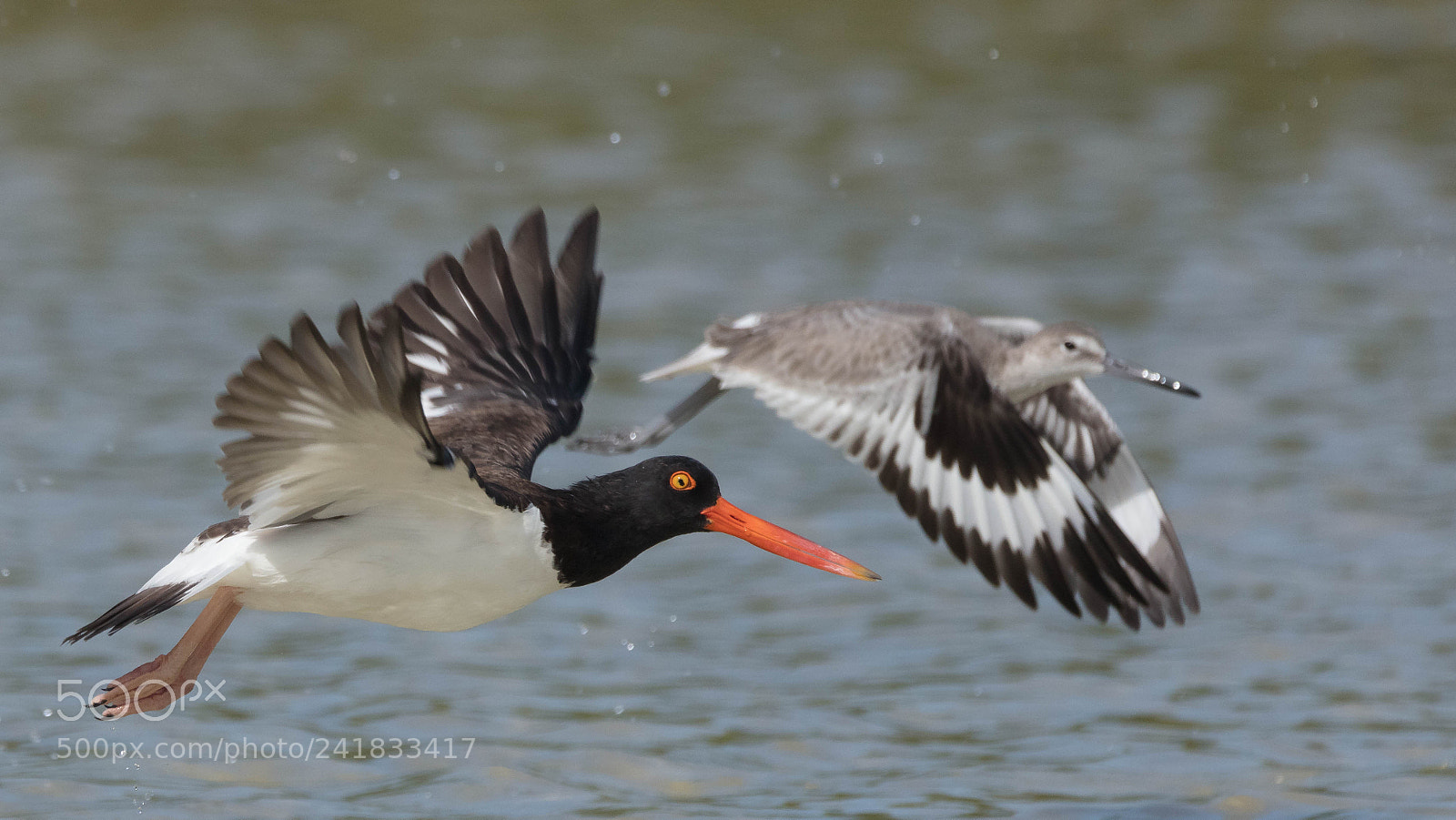 Canon EOS 5DS sample photo. American oystercatcher photography