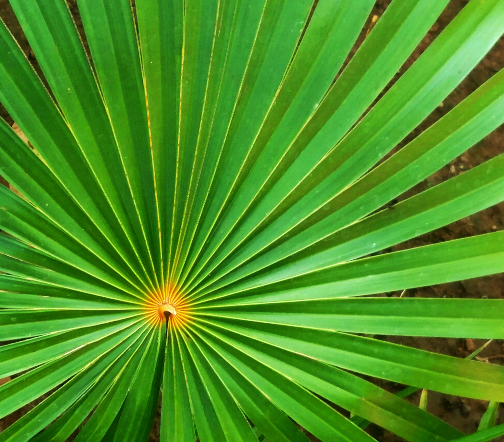 Motorola XT1225 sample photo. Palm leaf photography