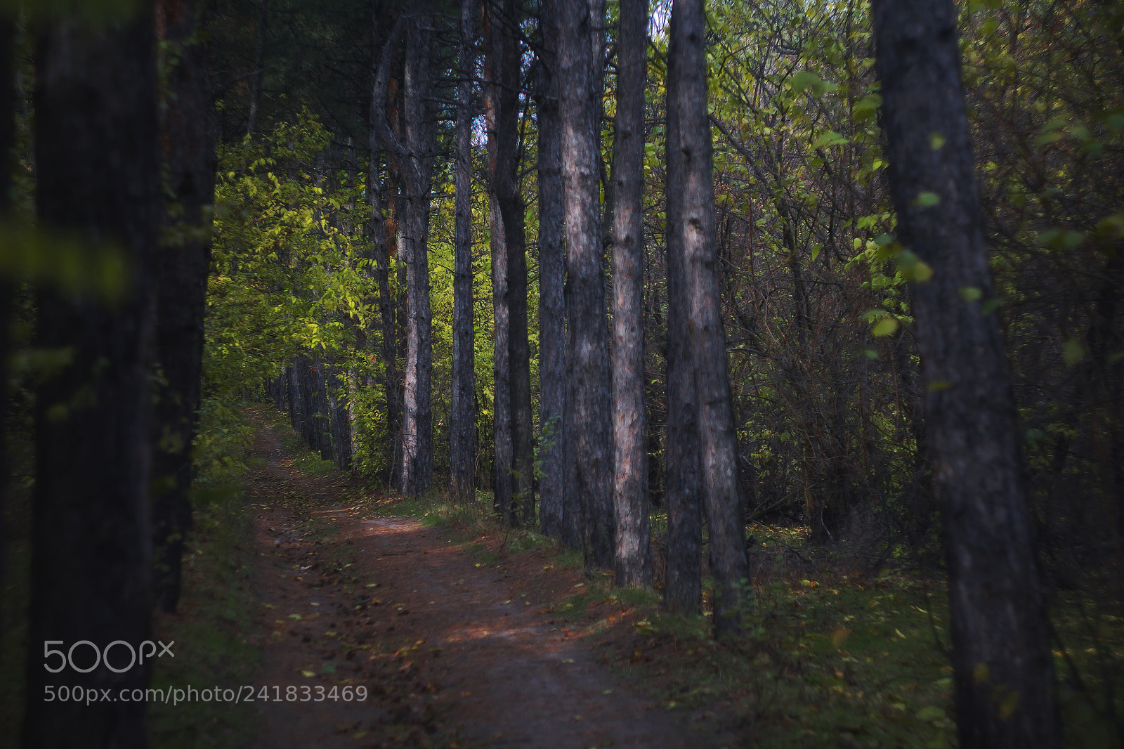Canon EOS 60D sample photo. Forest photography