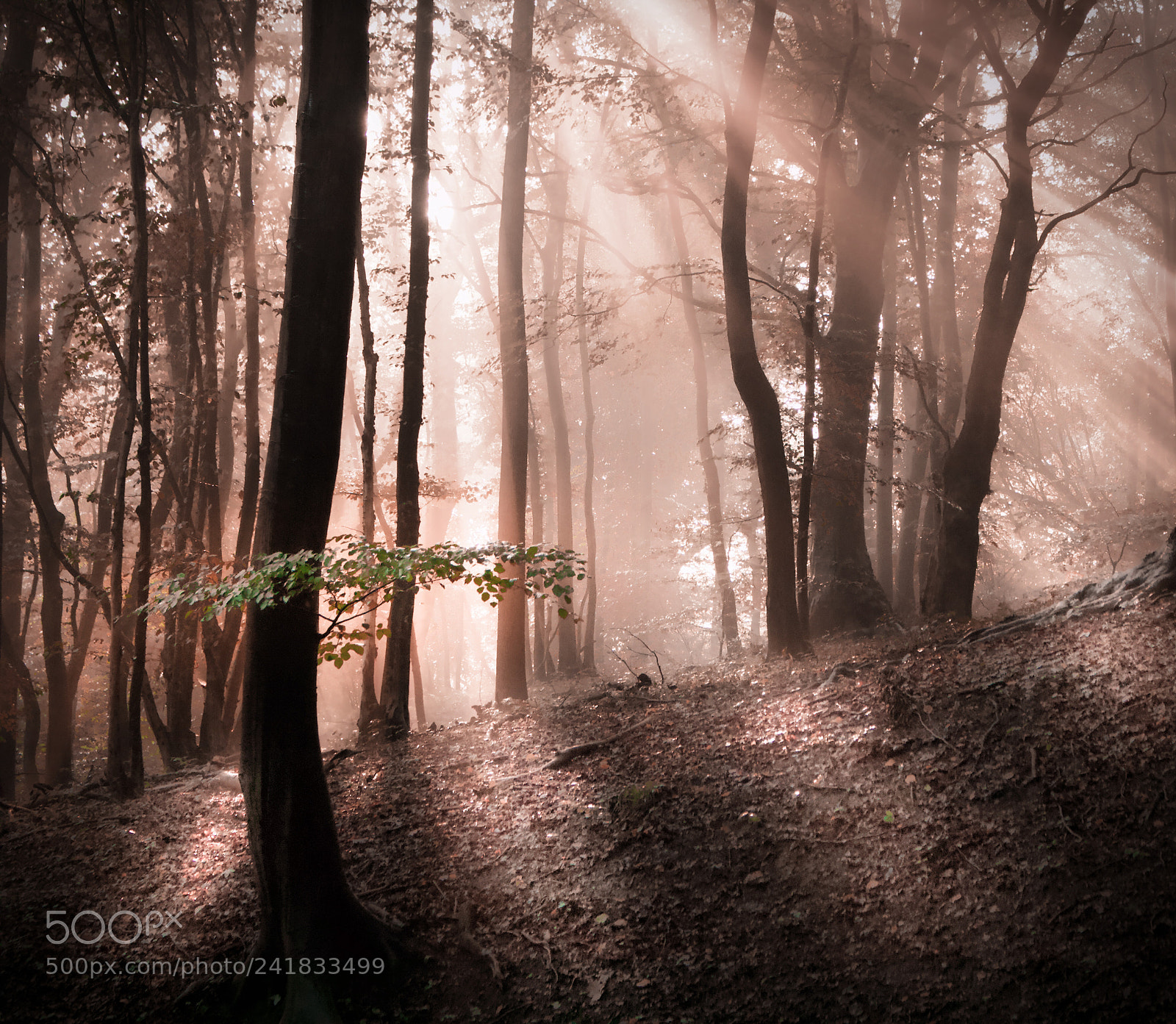 Canon EOS 60D sample photo. Forest in mist photography