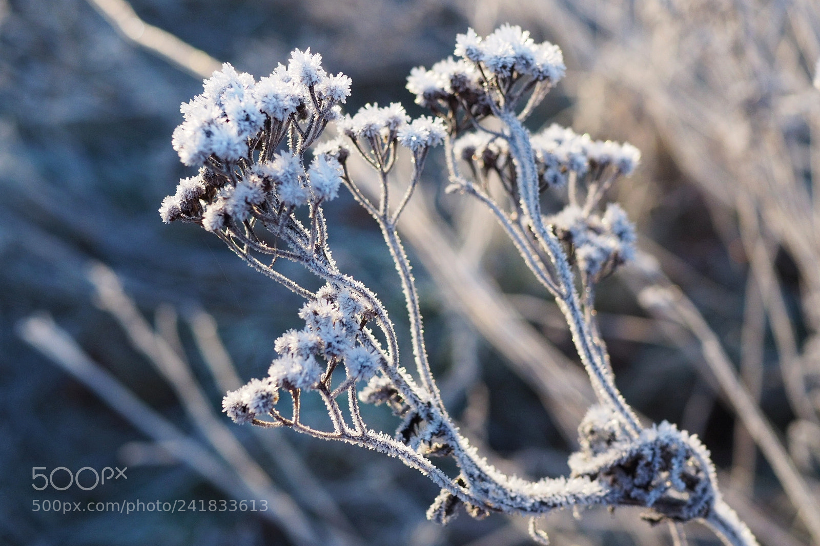 Olympus OM-D E-M10 II sample photo. Frost 3 photography