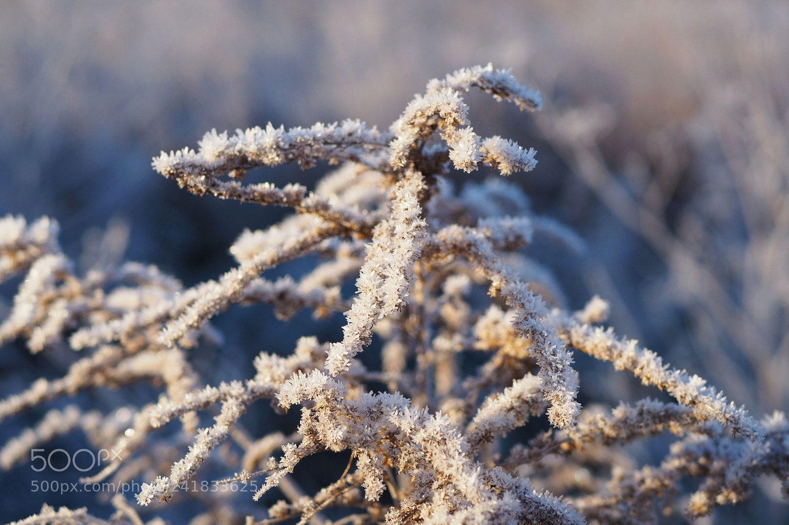 Olympus OM-D E-M10 II sample photo. Frost 5 photography