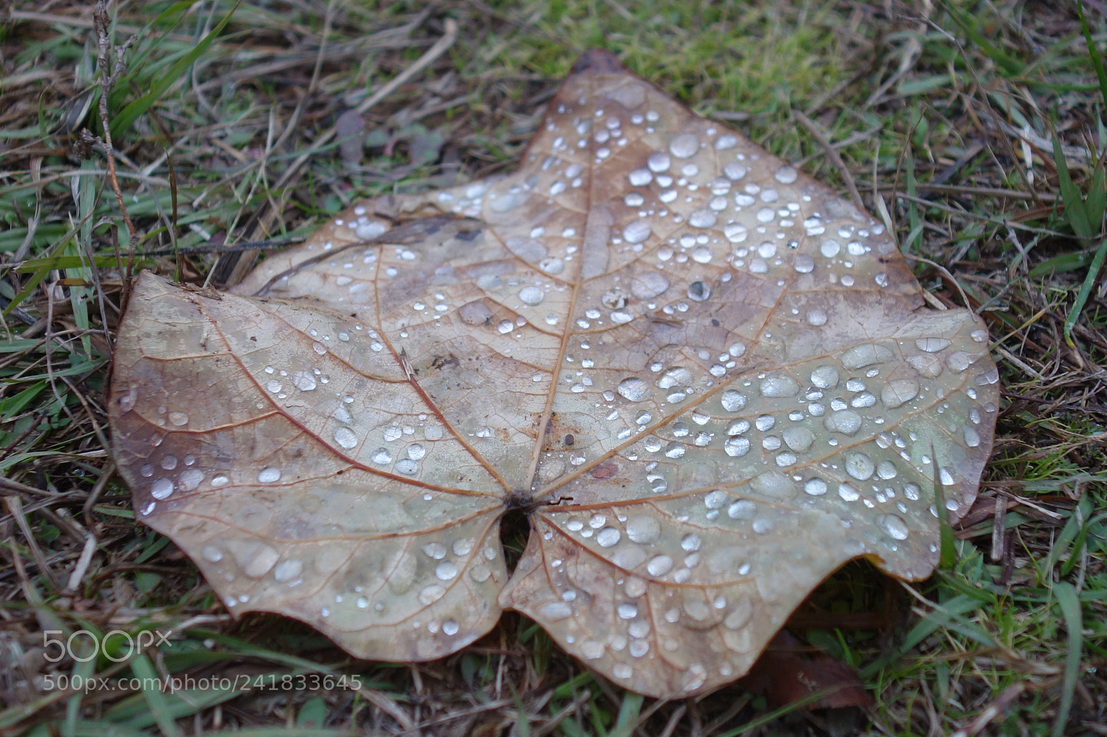 Sony Cyber-shot DSC-RX100 sample photo. Dew rain on top photography