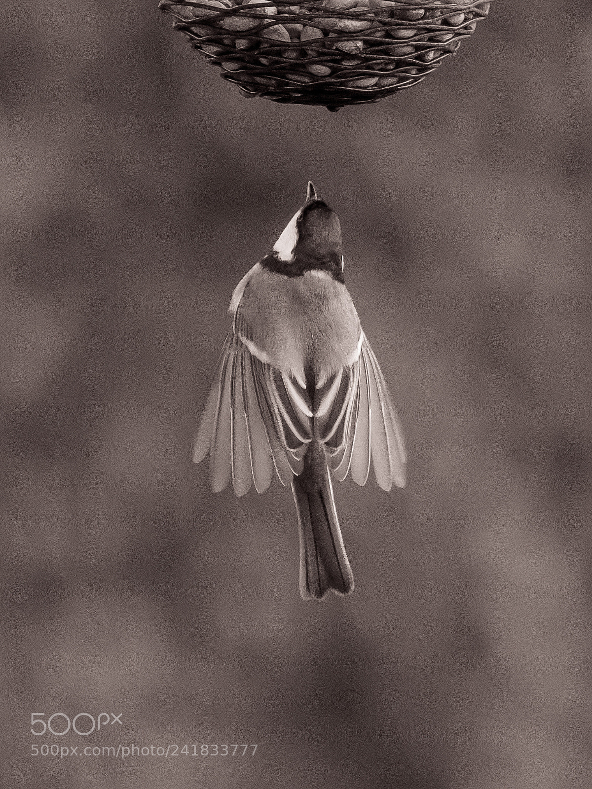 Nikon D500 sample photo. Great tit - great photography