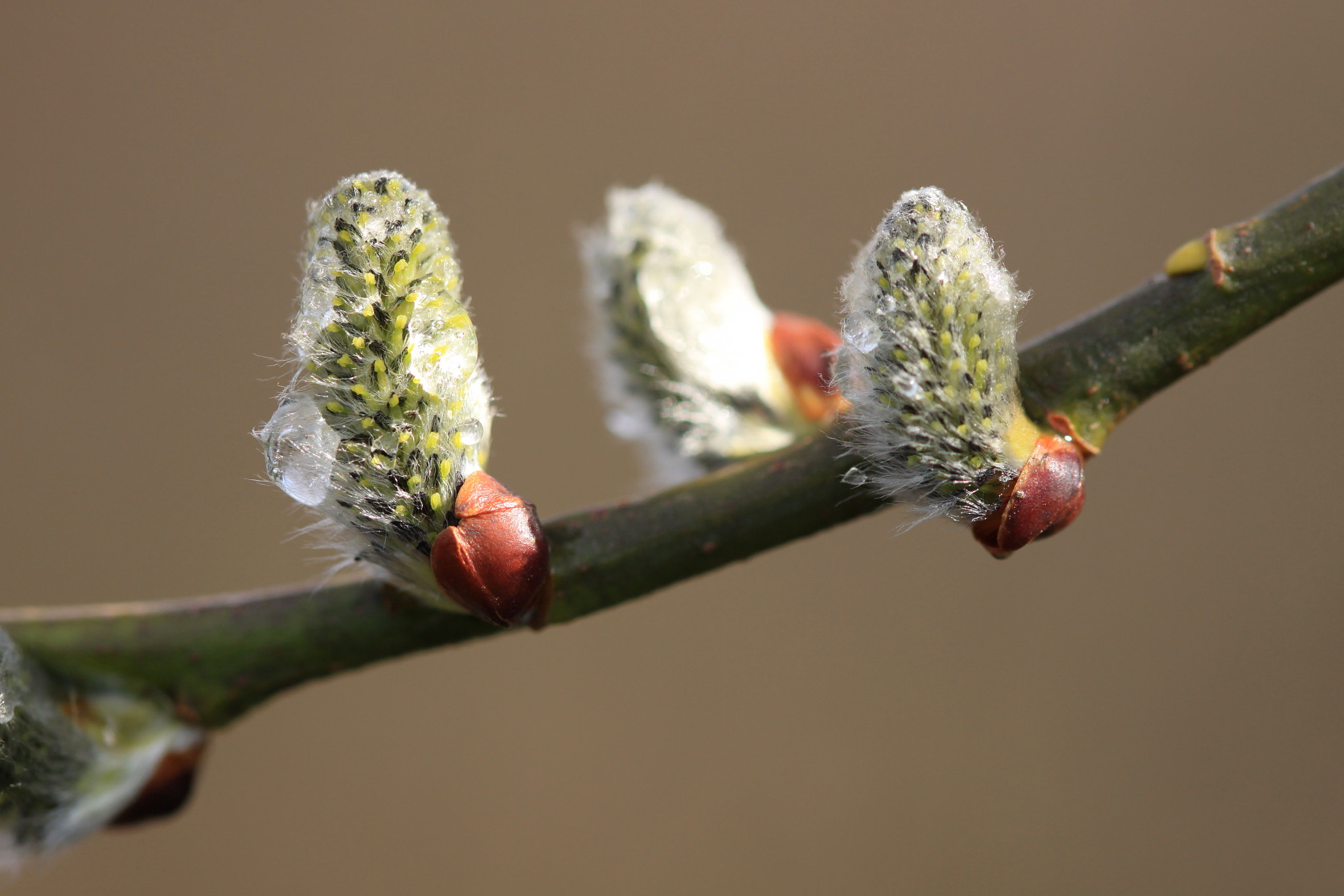 Canon EF 100mm F2.8 Macro USM sample photo. The promise of spring photography