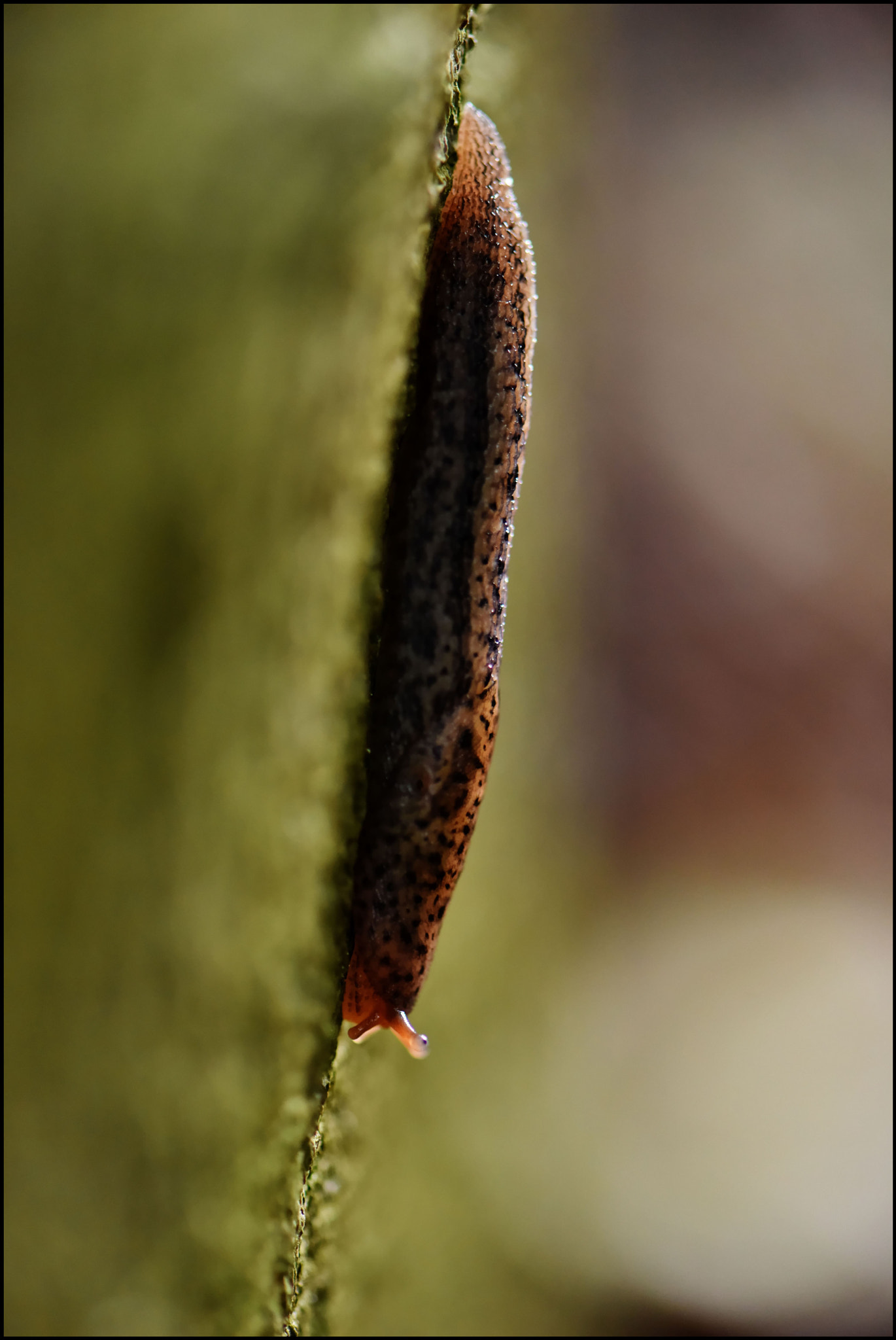 Nikon AF-S Micro-Nikkor 105mm F2.8G IF-ED VR sample photo. Schnell wieder runter photography