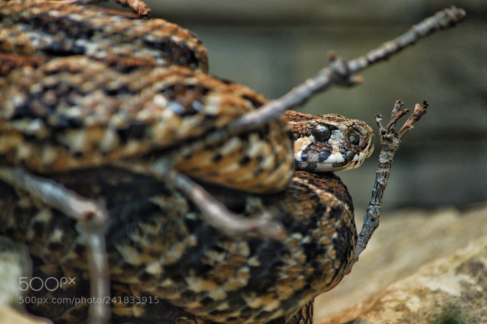 Nikon D3200 sample photo. Coiled photography